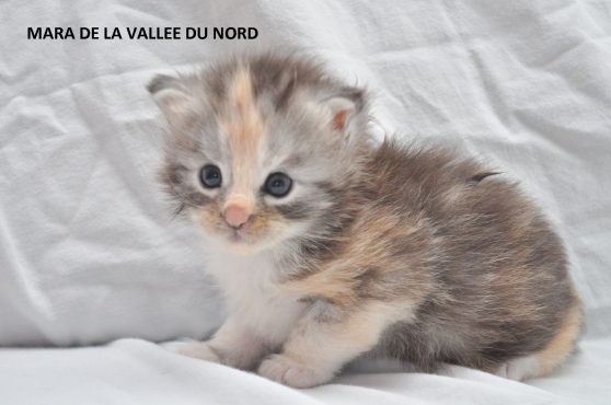 Annonce occasion, vente ou achat 'chaton maine coon loof grand gabarit'