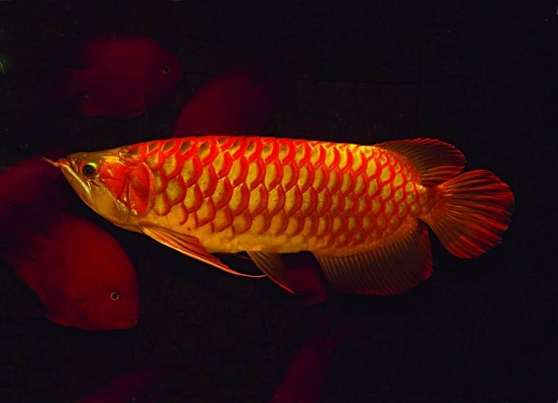 Annonce occasion, vente ou achat 'Super Asian red Aruwana fish for sale'