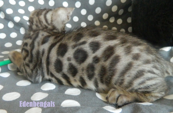 Annonce occasion, vente ou achat 'A rserver chatons BENGAL marbrs ou  r'