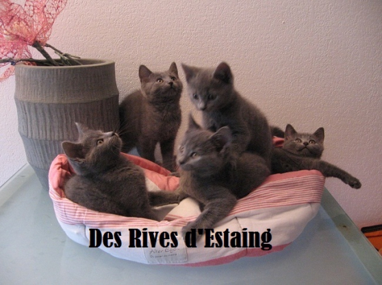 Annonce occasion, vente ou achat 'A rserver chatons Chartreux  naitre fi'