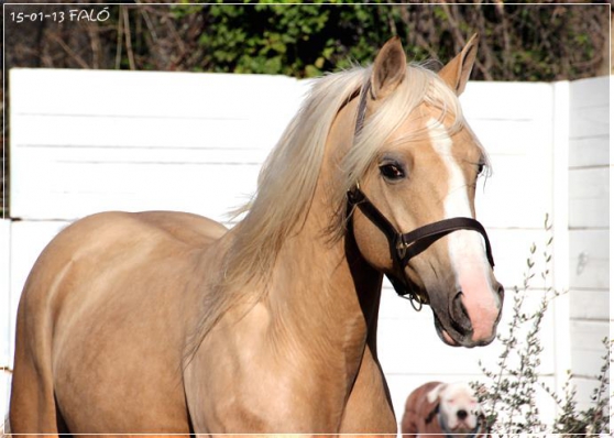 Annonce occasion, vente ou achat 'Vends plusieurs chevaux espagnols'