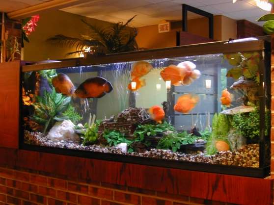 Annonce occasion, vente ou achat 'vend aquarium 85l exotique avec meuble e'