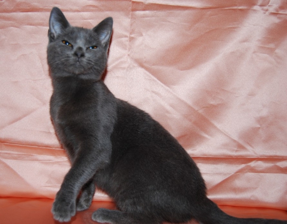 Annonce occasion, vente ou achat 'CHARTREUX LOOF'