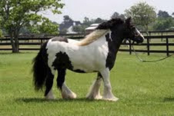 Annonce occasion, vente ou achat 'belle cheval gitane'