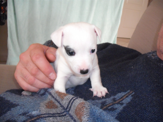 chiot femelle jack russel