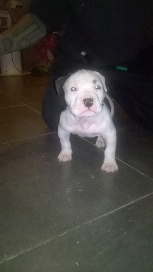 Chiots d'apparence "American Bully"