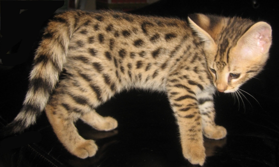 Annonce occasion, vente ou achat 'Mle et femelle Bengal & Savannah chaton'