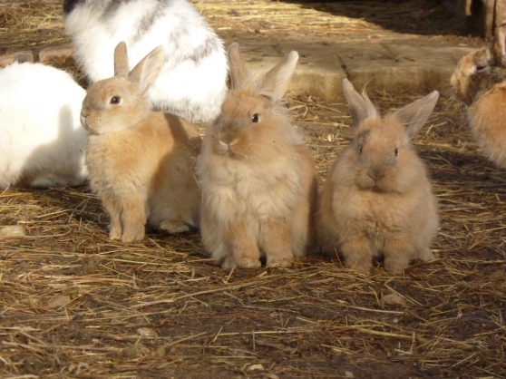 Annonce occasion, vente ou achat 'vente de jeunes lapins nains'