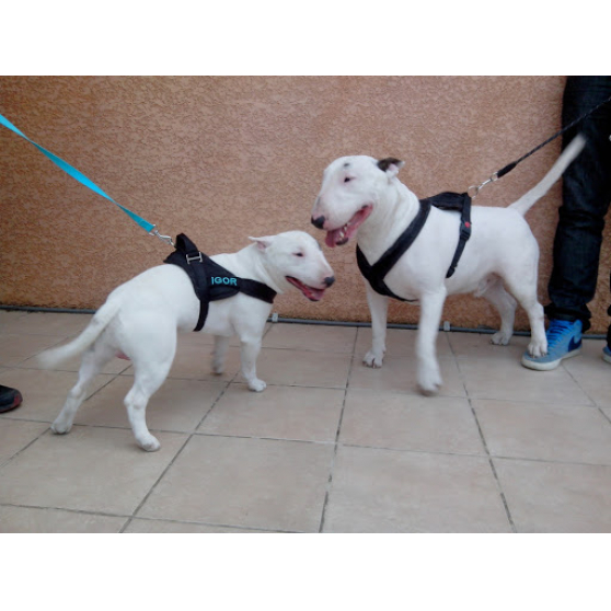 Annonce occasion, vente ou achat 'Chiots Bull Terrier ..'
