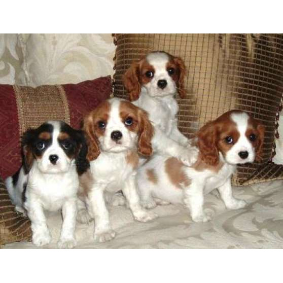 Annonce occasion, vente ou achat 'Chiots Cavalier King Charles'