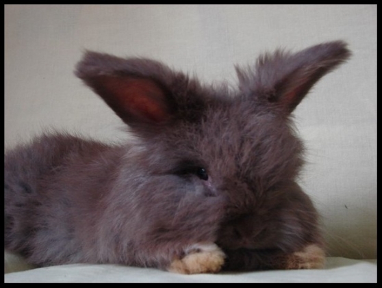 Lapin Toy Extra Nain Marche Fr