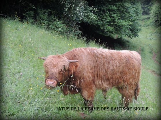 Annonce occasion, vente ou achat 'Reproducteur Highland cattle'