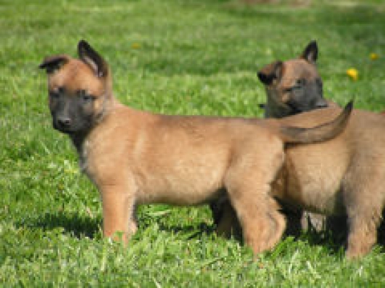 Annonce occasion, vente ou achat 'Chiots Berger Malinios'