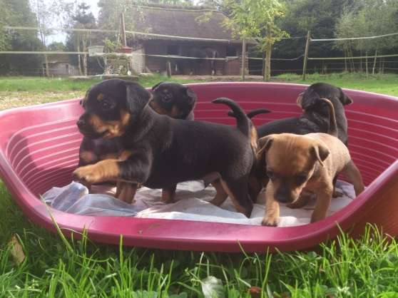 Annonce occasion, vente ou achat 'Chiots Chihuahua x Pinscher'