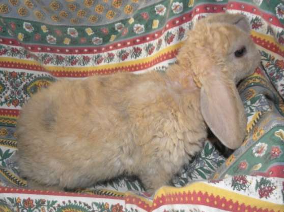 Annonce occasion, vente ou achat 'lapin blier nain rex'