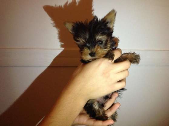 Annonce occasion, vente ou achat 'Adorable Chiot Yorkshire Terrier TOY.'