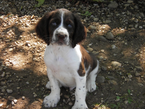 Recherchez Vente Ou Occasion Animaux Annonce Gratuite Sur