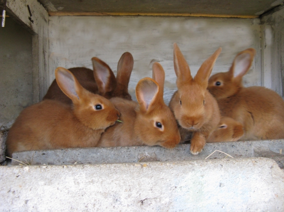 Annonce occasion, vente ou achat 'bb lapins'