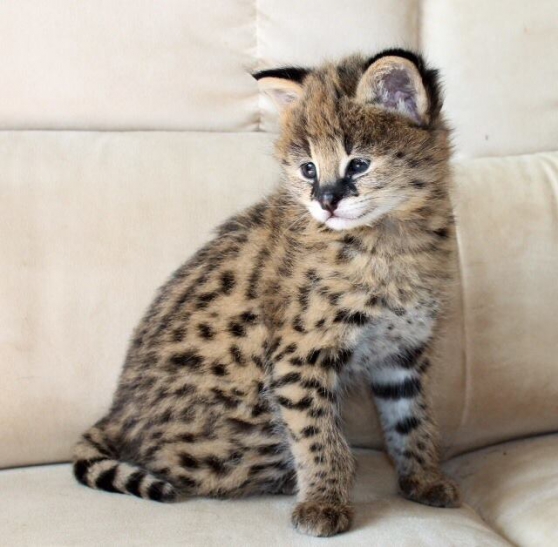 Annonce occasion, vente ou achat 'chatons serval disponibles'
