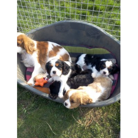 Annonce occasion, vente ou achat 'Chiots cavalier king charles'
