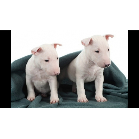 Annonce occasion, vente ou achat 'Chiots Bull Terrier'