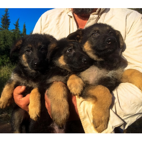 Annonce occasion, vente ou achat 'Chiots Berger allemand'