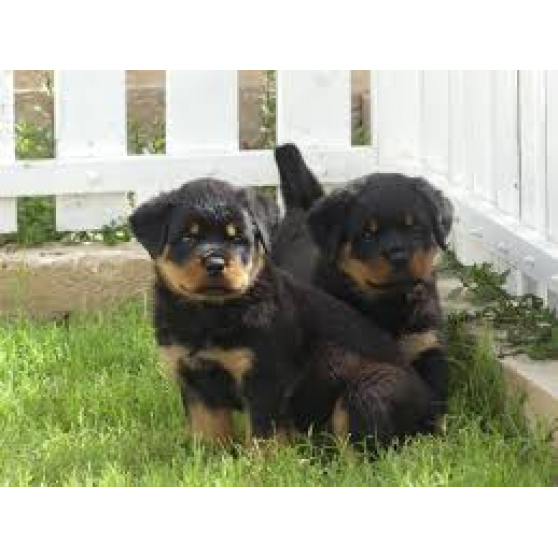 Annonce occasion, vente ou achat 'Chiots Rottweiler'