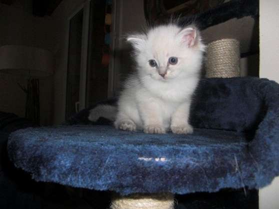 Annonce occasion, vente ou achat 'Chaton femelle  donner'