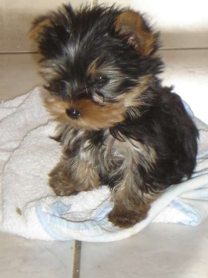 Annonce occasion, vente ou achat 'Chiot Yorkshire Terrier'