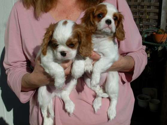 Annonce occasion, vente ou achat 'A rserver bbs cavaliers king charles'