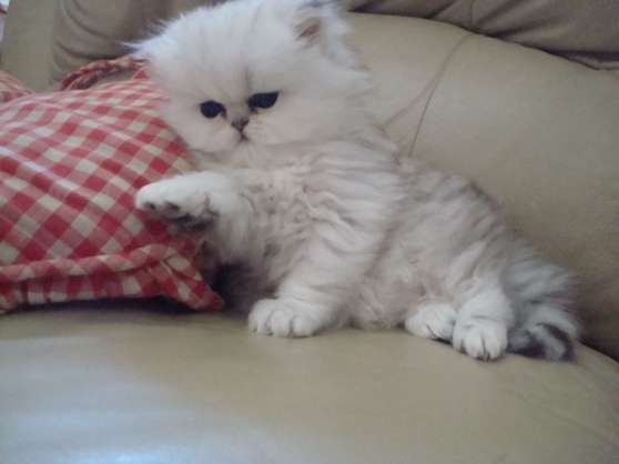 Annonce occasion, vente ou achat 'adorable chaton persan pour adoption'