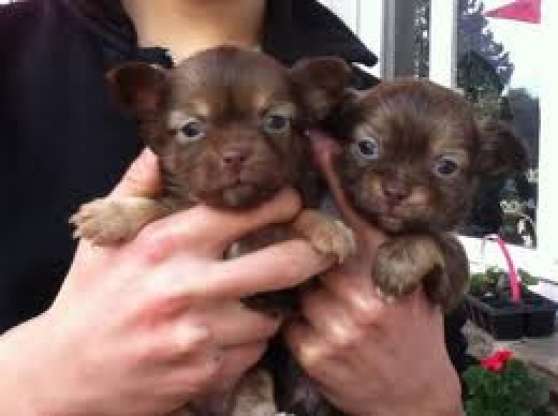 Annonce occasion, vente ou achat 'chiots chihuahua chocolat disponible'