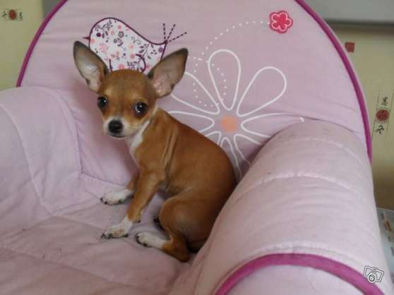 Annonce occasion, vente ou achat 'don chiot femelle chihuahua miel blanche'