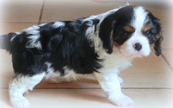 Superbes chiots Cavalier King Charles LO