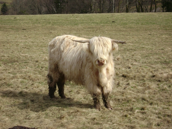 Annonce occasion, vente ou achat 'Taurillons et Gnisses Highland Cattle'