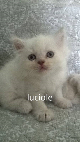 Annonce occasion, vente ou achat 'chatons British Longhair'