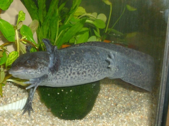 Annonce occasion, vente ou achat 'Axolotl Ambystoma mexicanum'
