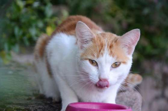 Donne Chat Contre Bon Soin Marche Fr