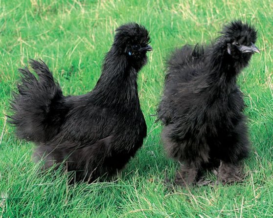 Annonce occasion, vente ou achat 'coqs negre soie noir'