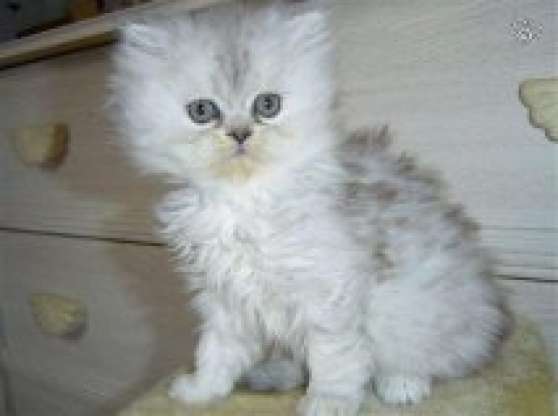 Annonce occasion, vente ou achat 'un chaton persan loof tres jolie et aim'