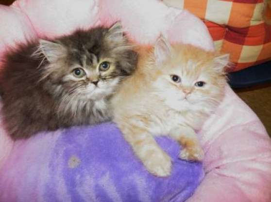 Annonce occasion, vente ou achat 'chatons persans'