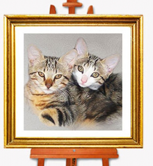 Annonce occasion, vente ou achat 'Portrait de vos animaux d\'aprs photo'
