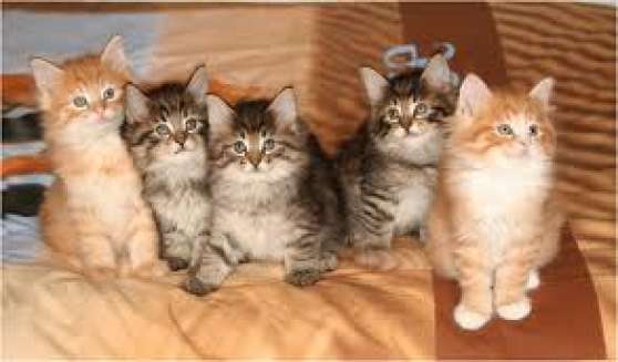 Annonce occasion, vente ou achat 'chatons norvgien pour adoption'