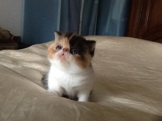 CHATONS EXOTIC SHORTHAIR LOOF DISPONIBLE