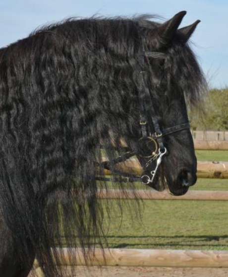 A Vente Un Cheval Frison Noir De 13 Ans Marche Fr