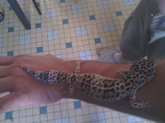 gecko leopar