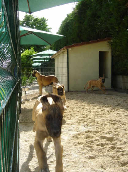 Stage en élevage canin :