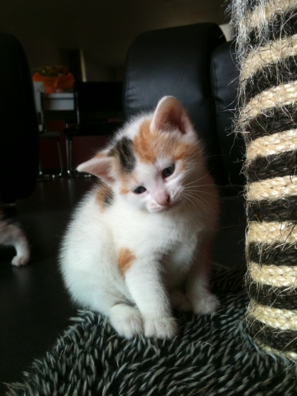 Annonce occasion, vente ou achat 'A adopter joli chaton isabelle'