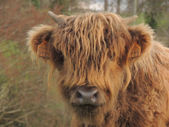 Annonce occasion, vente ou achat 'Gnisses Highland Cattle BIO'