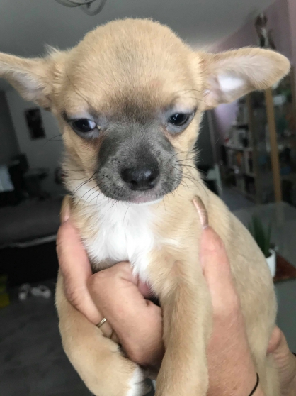 Annonce occasion, vente ou achat 'chiots chihuahua'
